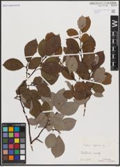 Foto von Salix caprea L.